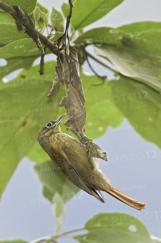 Montane Foliage-gleaner (Anabacerthia striaticollis), Ecuador