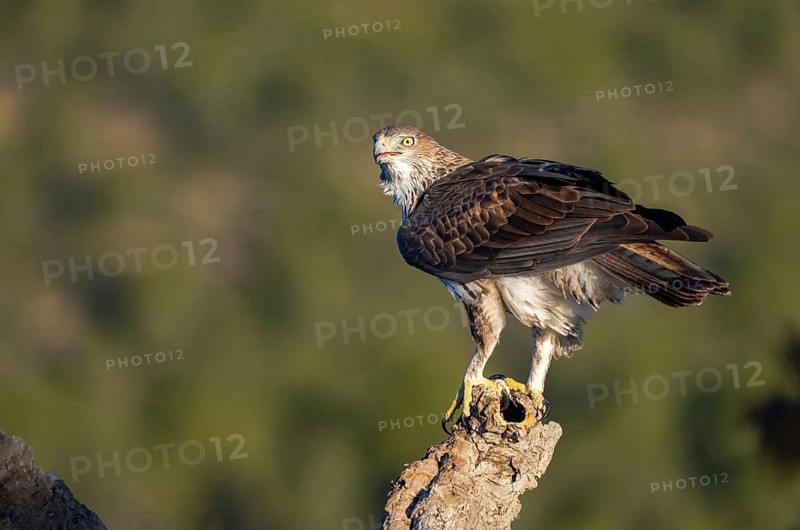 Close-up of a stunning Bonelli's Eagle standing vigilant atop a rugged stump in the lush landscapes of Valencia, showcasing its sharp gaze and majestic posture