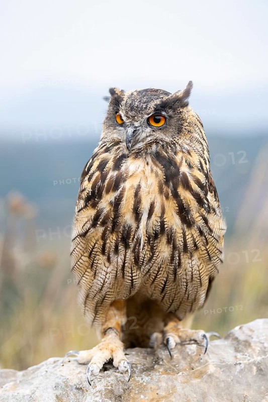 Eurasian eagle-owl (Bubo bubo), captive, sitting on a rock with autumn colors, Pyrenees, Catalonia, Spain