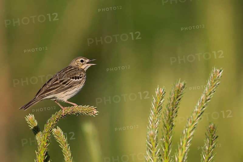 Tree Pipit - Baumpieper - Anthus trivialis ssp. trivialis, Russia