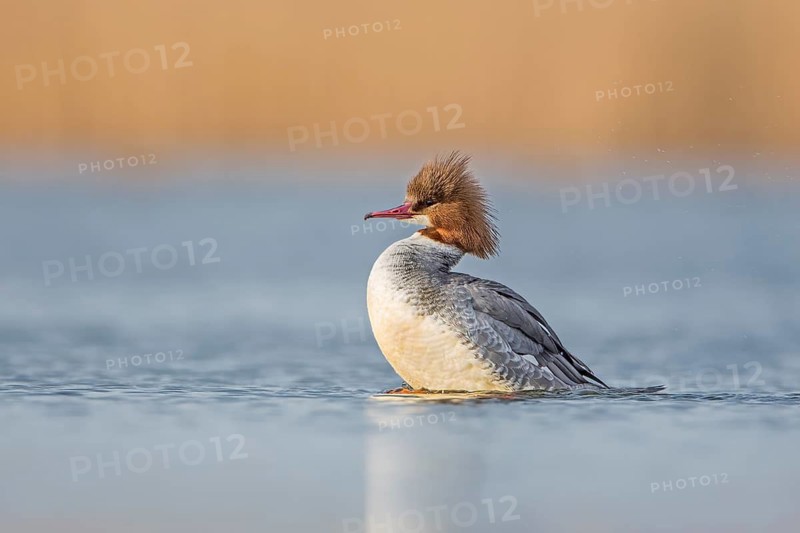 Common Merganser (Mergus merganser) female swimming on lake, Saxony-Anhalt, Germany