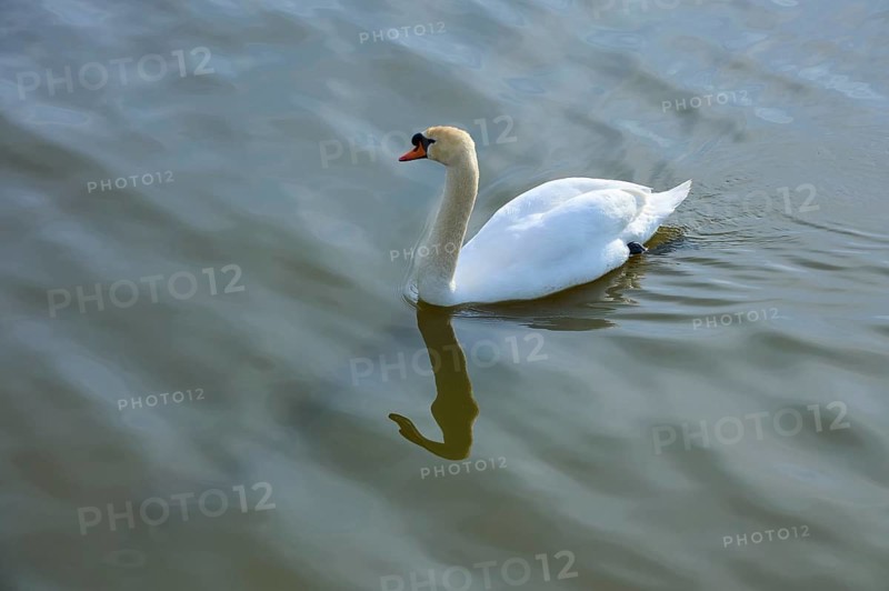 A white swan glides quietly across the water surface, spring, Vogelinsel, Altmühlsee, Muhr am See, Gunzenhausen, Middle Franconia, Bavaria, Germany