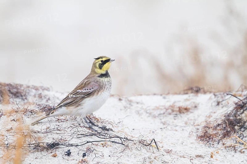 Horned Lark - Ohrenlerche - Eremophila alpestris flava, Germany