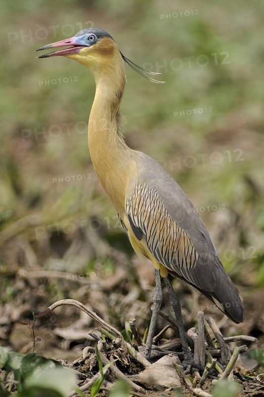 Whistling Heron (Syrigma sibilatrix), Pantanal, Brazil