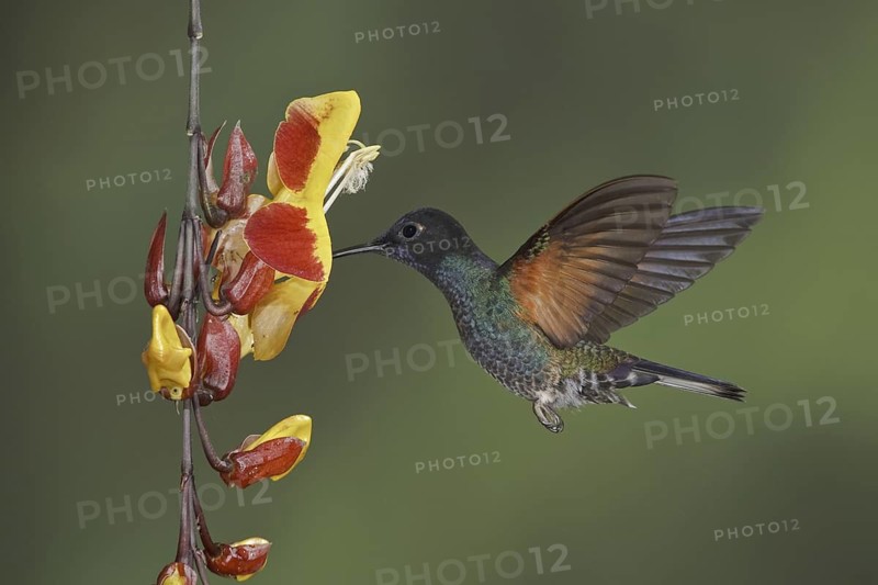 Velvet-purple Coronet (Boissonneaua jardini), Ecuador
