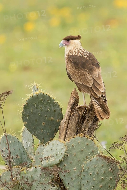Northern Crested Caracara (Caracara cheriway) juvenile, Texas, USA