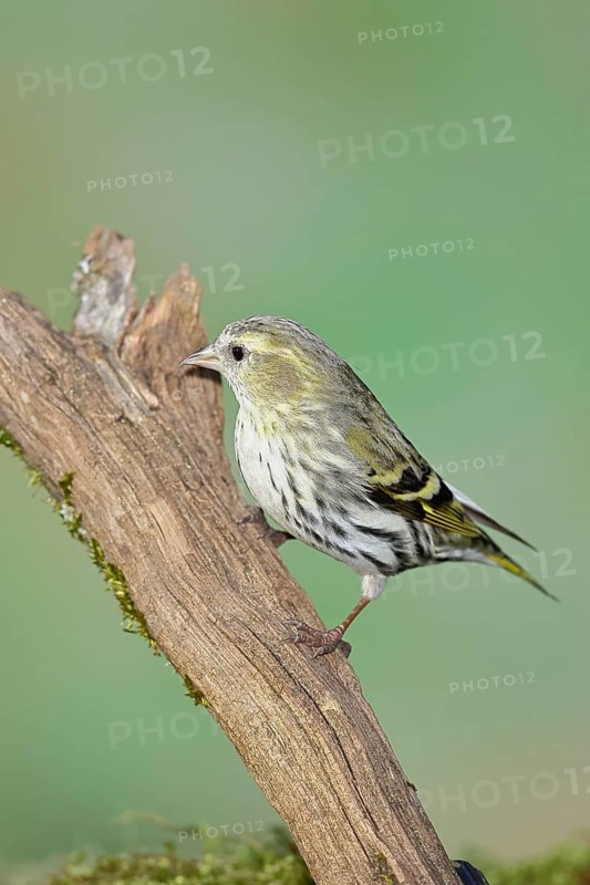 Siskin (Carduelis spinus), female sitting on a branch overgrown with moss, Wilnsdorf, North Rhine-Westphalia, Germany