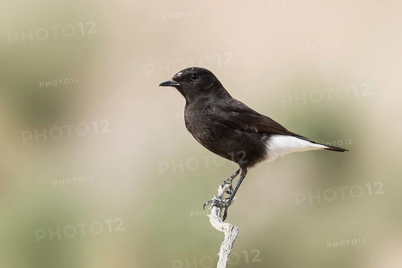 Mourning Wheatear (Oenanthe lugens warriae) perched on a branch, Arava Valley, Israel