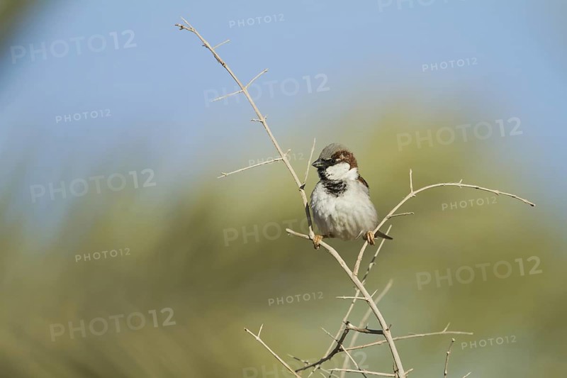 House Sparrow (Passer domesticus), Oman