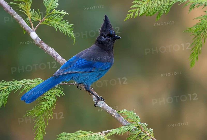 Steller's Jay (Cyanocitta stelleri), British Columbia, Canada