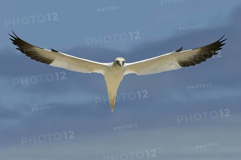 Northern Gannet (Morus bassanus) flying, Quebec, Canada
