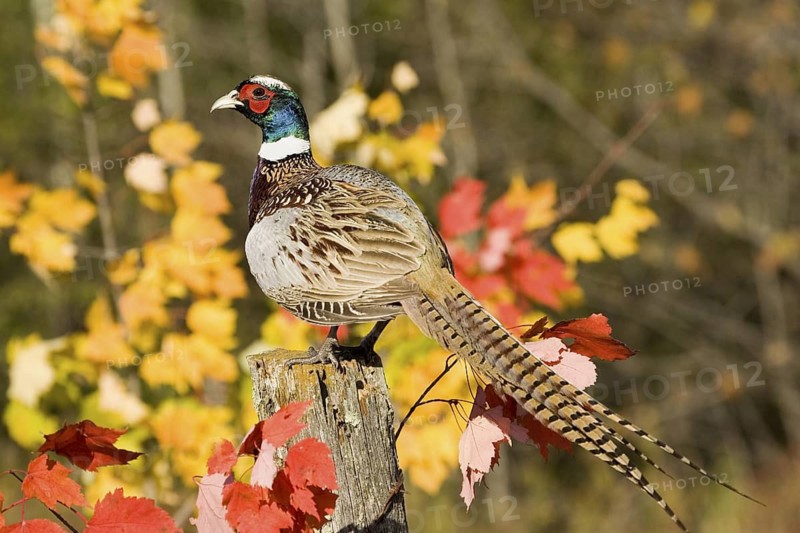 Common Pheasant Phasianus colchicus Sandstone, Minnesota, United States 5 October Adult Male Captive Phasianidae