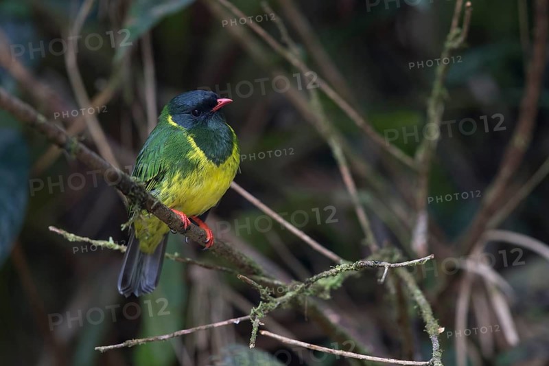 Green-and-black Fruiteater (Pipreola riefferii occidentalis) male perched on a branch, Antioquia, Colombia