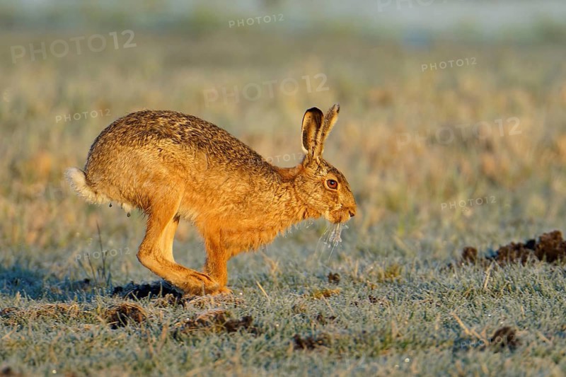 European hare (Lepus europaeus) with icebeard on a hoarfrost-covered meadow, Lake Dümmer, Germany