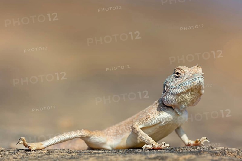 (Pseudotrapelus dhofarensis), Dhofar Desert Agama, agama, lizard, reptile, rock, agama species in the Middle East, Khawr Rawri, Salalah, Dhofar, Oman