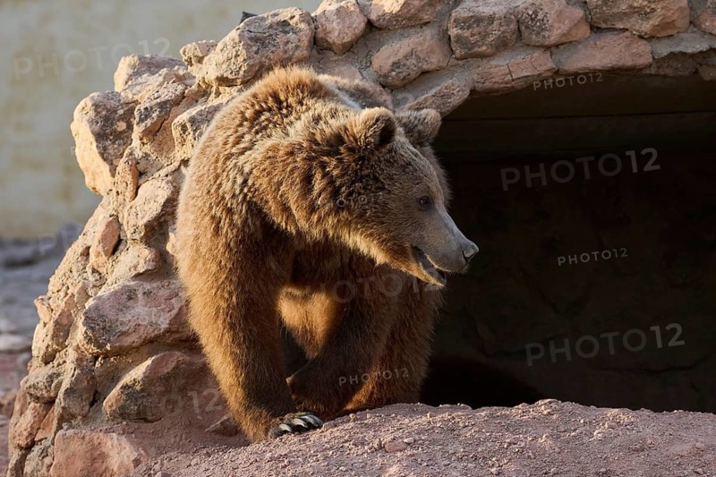 A majestic brown bear stands near the entrance of a rocky cave in wild sanctuary. Its dense fur glows, highlighting the creatures powerful presence and wild beauty