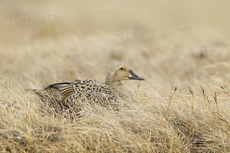 King Eider (Somateria spectabilis) female, Alaska, USA