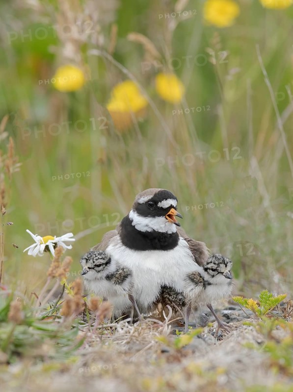 Common Ringed Plover (Charadrius hiaticula) with chicks, Iceland