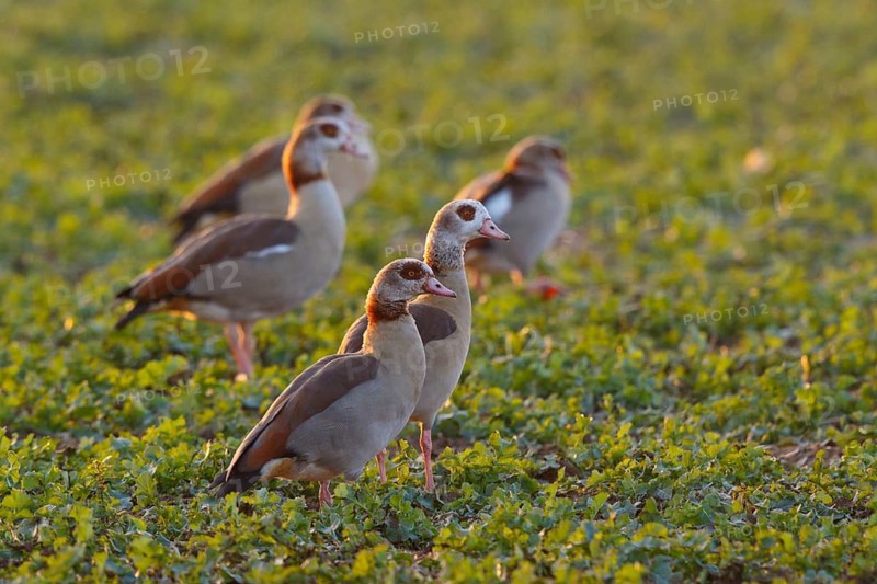 Egyptian Goose (Alopochen aegyptiaca) group, North Rhine-Westphalia, Germany