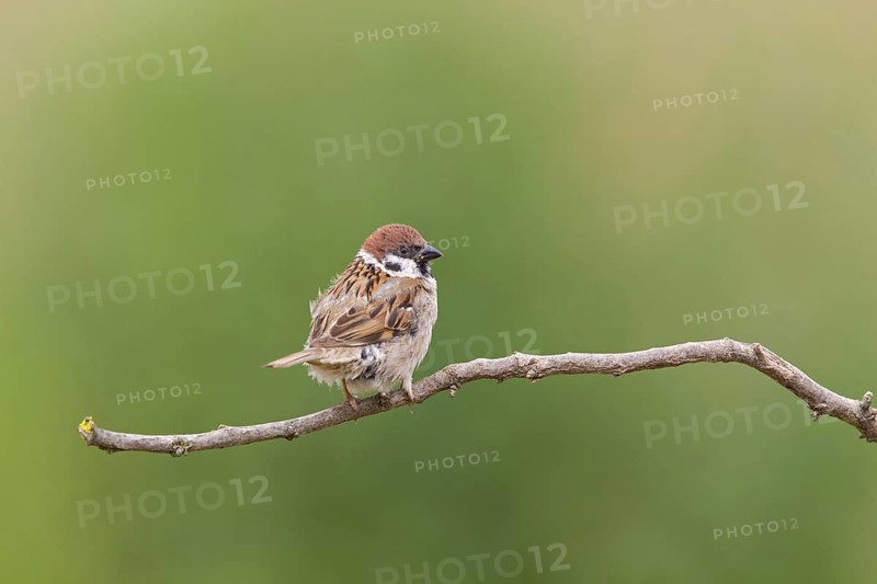 Tree sparrow, (Passer montanus), family of sparrows, animals, birds, perch, Muselievo, Muselievo, Pleven, Bulgaria