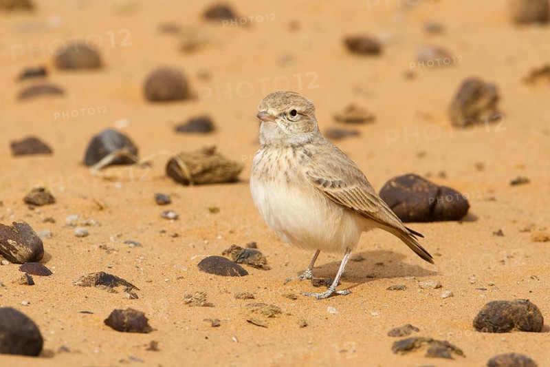 Bar-tailed Lark (Ammomanes cinctura), Morocco