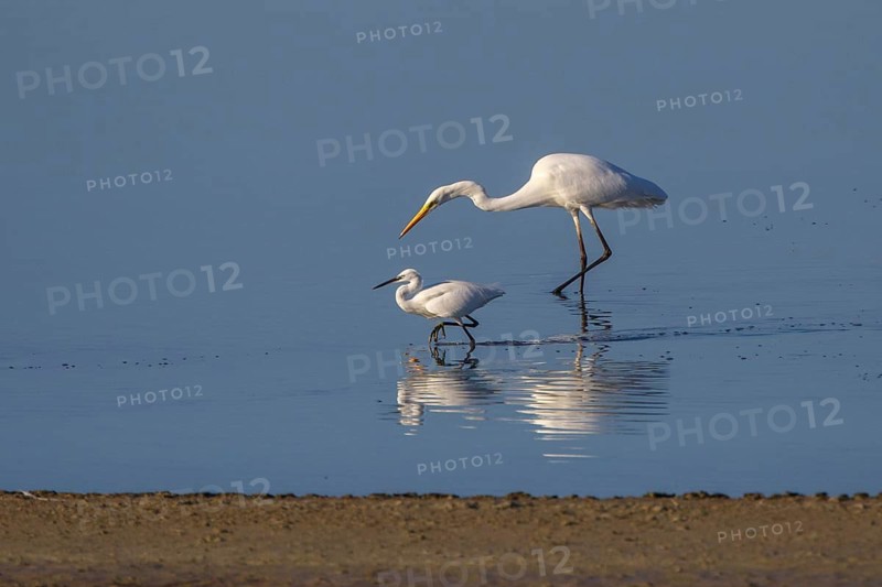 Little Egret & Great Egret (Egretta garzetta & Ardea alba) foraging, Greece