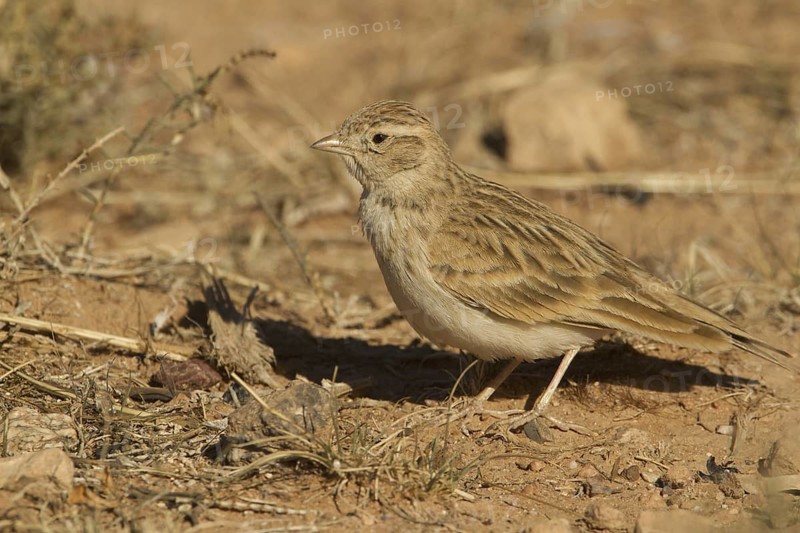 Greater Short-toed Lark (Calandrella brachydactyla), Morocco
