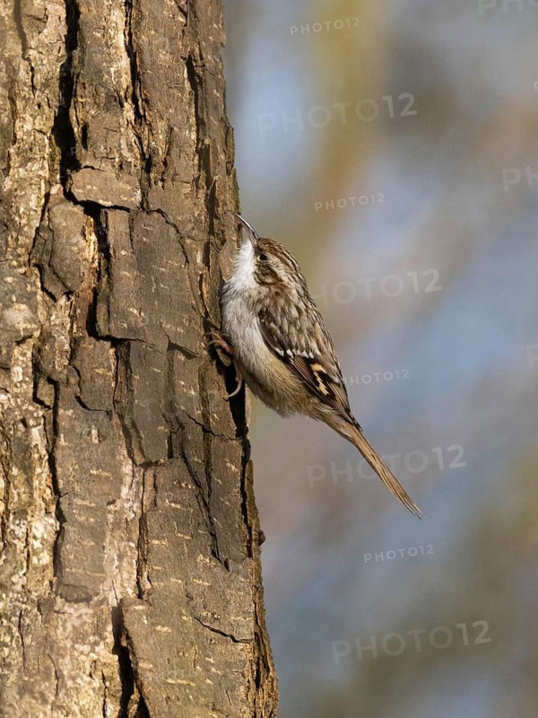 Tree Creeper (Certhia familiaris), on a tree stem, searching for insects, Hesse, Germany