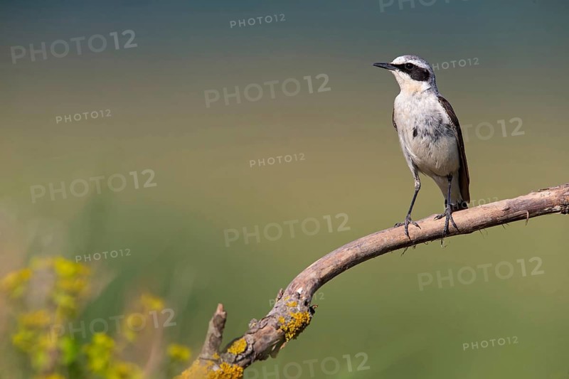 Wheatear, Northern Wheatear, Wheatear, Oenanthe oenanthe, Traquet motteux, Collalba Gris, Muselievo, Muselievo, Pleven, Bulgaria