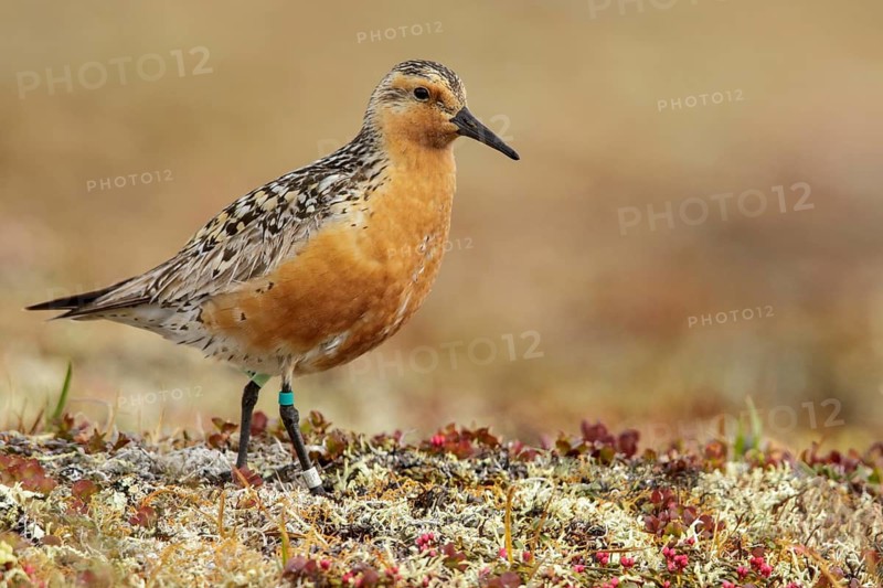 Red Knot (Calidris canutus) perched on the tundra in Nome, Alaska