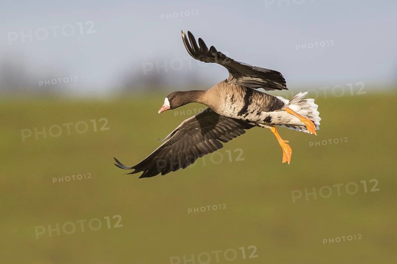 Greater White-fronted Goose (Anser albifrons) flying, North Rhine-Westphalia, Germany