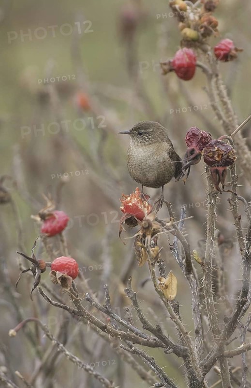 Eurasian Wren (Troglodytes troglodytes), Schleswig-Holstein, Germany