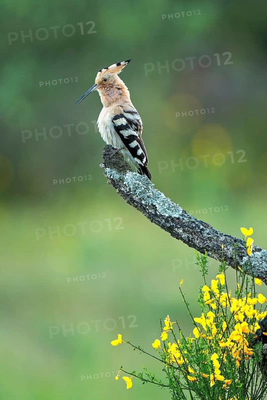 Eurasian Hoopoe (Upupa epops) perched on a branch, Spain