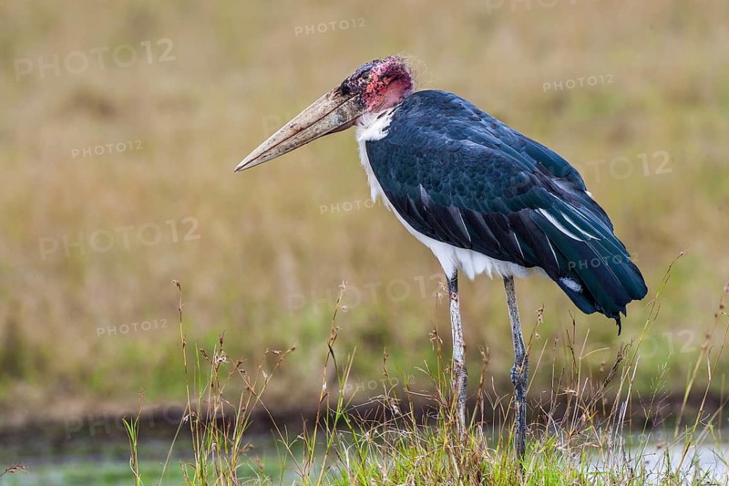 Marabou (Leptoptilos crumeniferus), South Africa