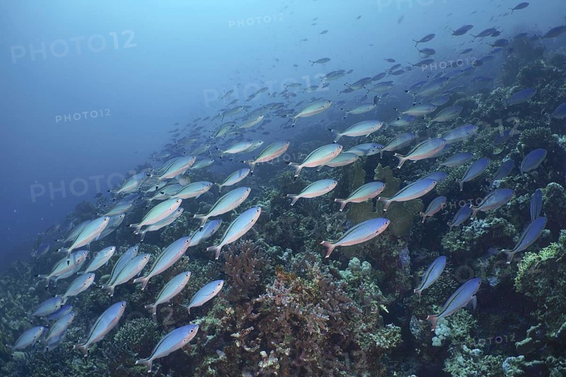 Red Sea Fusilier (Caesio suevica)