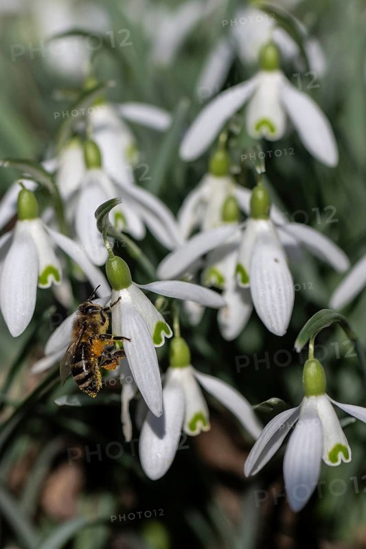 Snowdrop (Galanthus nivalis) with honeybee (Apis mellifera), Emsland, Lower Saxony, Germany