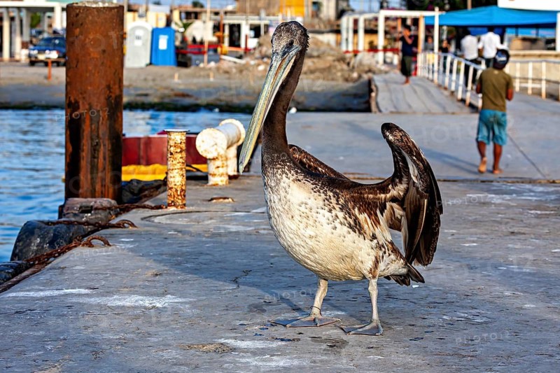 A pelican stands on a harbour pier, urban background visible, brown pelican in Paracas in Peru (Pelecanus occidentalis)