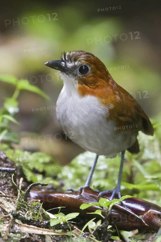 White-bellied Antpitta (Grallaria hypoleuca), Ecuador