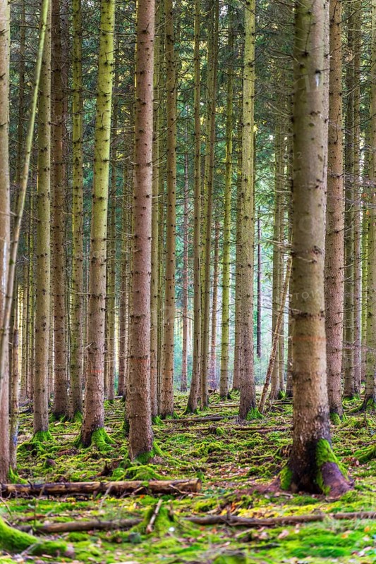 Moss-covered forest in winter mood in the Schurwald, Baden-Württemberg, Germany. Peaceful natural scenery with soft winter light, mossy tree trunks, and a quiet woodland atmosphere – ideal for themes of nature, tranquility, and seasonal change
