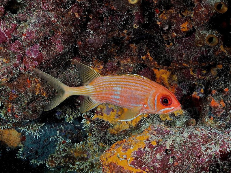 Long-spined hussar (Holocentrus rufus)
