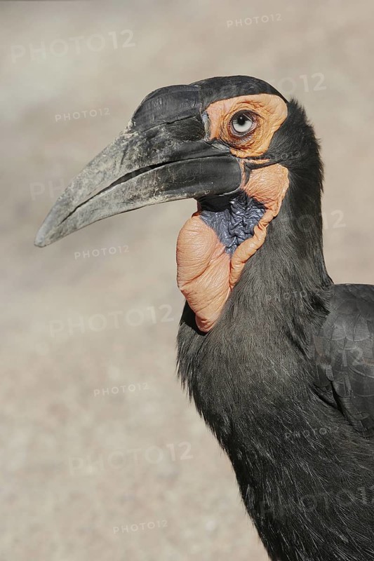 Southern Ground Hornbill (Bucorvus leadbeateri), California, USA