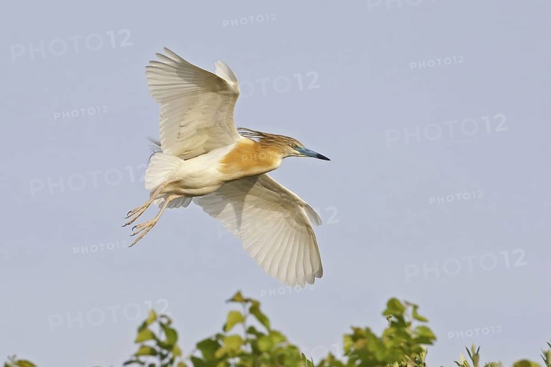 Squacco Heron (Ardeola ralloides), Lesvos, Greece