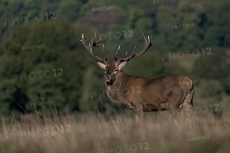 Red deer at the rutting 2025, London, Great Britain
