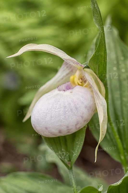 Beautiful orchids of different colors on green background in the garden. Lady's-slipper hybrids. Close up
