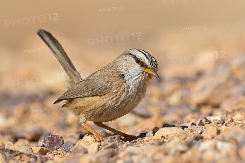 Desert Prinia, Scotocerca inquieta, Israel