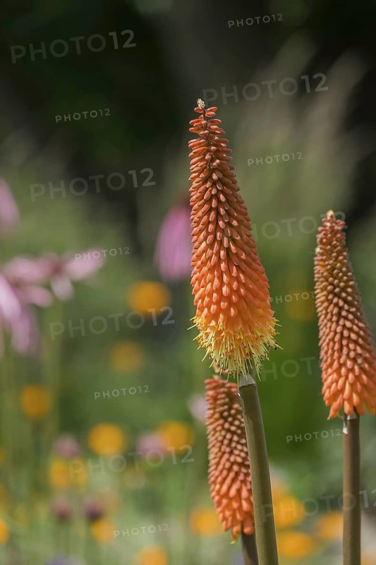 Torch lily (Kniphofia), also known as rocket flower, Brittany, France