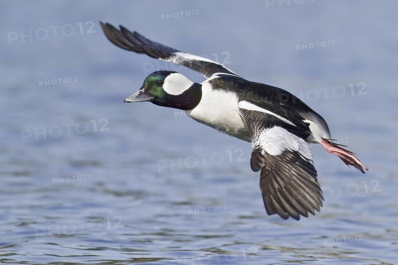 Bufflehead (Bucephala albeola) male flying, British Columbia, Canada