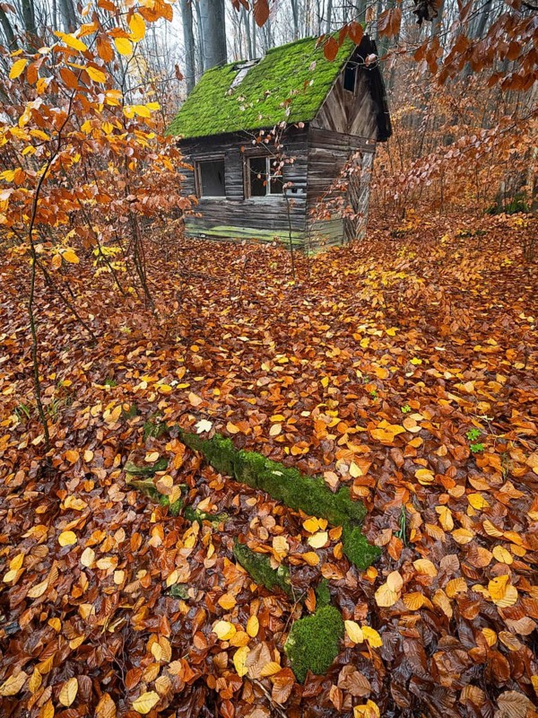Hunter's hut, old dilapidated wooden hut with roof covered with moss, surrounded by beech woodland in autumn color, Escheberg forest, Hesse, Germany