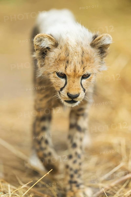 Cheetah (Acinonyx jubatus) youngster walking on a meadow, captive, occurrence Africa