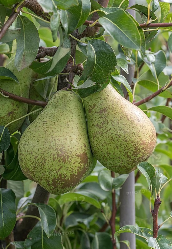 Pear (Pyrus communis 'Cepuna'), Bundessorteamt, Germany